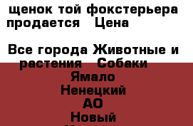 щенок той-фокстерьера продается › Цена ­ 25 000 - Все города Животные и растения » Собаки   . Ямало-Ненецкий АО,Новый Уренгой г.